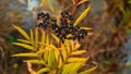 Beautiful Elderberry Bush Warm Yellow Shades Top View Black Berries Garden Royalty Free Stock Photo