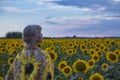 elderly woman sunflower field admires the sunset sky Royalty Free Stock Photo