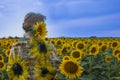 beautiful elderly woman sunflower field admires the sunset sky Royalty Free Stock Photo