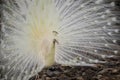 The beautiful of the white peacock male in nature