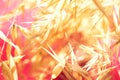 Beautiful elegant autumnal botanical nature background. Blurred field plants oats in golden glow on fuchsia pink sunlight leaks Royalty Free Stock Photo