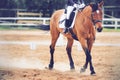 A Bay horse runs at a trot on the sandy arena, raising the dust with its hooves in dressage competitions Royalty Free Stock Photo