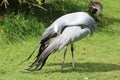 A beautiful, elegant Blue Crane in the Birds of Eden free flight sanctuary, South Africa. Royalty Free Stock Photo