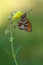 A beautiful and elegant butterfly Brenthis hecate on flower awaits dawn early in the morning