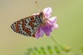 Beautiful and elegant butterfly Melita on the flower