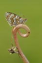 beautiful and elegant butterfly Melitaea on the blade awaits dawn early in the morning