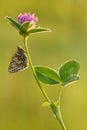 Beautiful and elegant butterfly Melitaea cinxia on flower awaits dawn