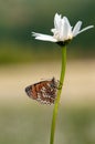 The beautiful and elegant butterfly Melitaea covered with dew sits on a daisy flower Royalty Free Stock Photo