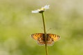 The beautiful and elegant butterfly Melitaea covered with dew sits on a daisy flower Royalty Free Stock Photo