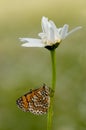 The beautiful and elegant butterfly Melitaea covered with dew sits on a summer morning on a daisy flower