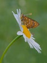 The beautiful and elegant butterfly Melitaea covered with dew sits on a daisy flower Royalty Free Stock Photo