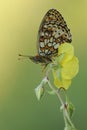 Beautiful and elegant butterfly Melitaea on the flower awaits dawn