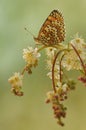 Beautiful butterfly Melitaea on flower awaits dawn early in the morning