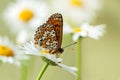 The beautiful and elegant butterfly Melitaea sits on a daisy flower