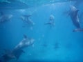 Beautiful elegant dolphing under water