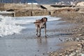 Hunting German breed of dog with smooth spotted coat and large drooping ears. Beautiful elegant elegant kurzhaar walks on sandy