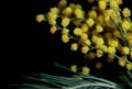 A beautiful elegant fragment of Mimosa with flowers and leaves on a black background