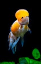 Beautiful and elegant goldfish floats in aquarium with green plants and stones, closeup, named `Calico Crown Pearlscale goldfish` Royalty Free Stock Photo