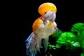 Beautiful and elegant goldfish floats in aquarium with green plants and stones, closeup, named `Calico Crown Pearlscale goldfish` Royalty Free Stock Photo