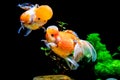 Beautiful and elegant goldfish floats in aquarium with green plants and stones, closeup, named `Calico Crown Pearlscale goldfish` Royalty Free Stock Photo