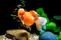 Beautiful and elegant goldfish floats in aquarium with green plants and stones, closeup, named `Calico Crown Pearlscale goldfish` Royalty Free Stock Photo