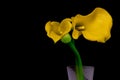 Vibrant pair of classic yellow calla lilies against black background Royalty Free Stock Photo