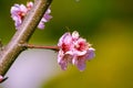 Beautiful and elegant pale light pink peach blossom flower on the tree branch at a public park garden in Spring, Japan.
