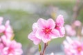 Beautiful and elegant pale light pink peach blossom flower on the tree branch at a public park garden in Spring, Japan. Blurred