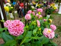 Beautiful and elegant pink dahlias.