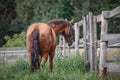 Beautiful elegant red mare horse with long brown tail near fence on forest background