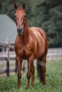 Red mare horse with long tail near fence on forest background