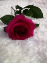 Beautiful and elegant rose