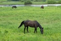 Beautiful elegant stallion sporting breed bridle with braided mane walks step on a background of green field