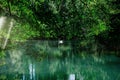 Beautiful elegant swan on the calm river lake