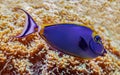 Beautiful Elegant unicornfish showing its vivid colors