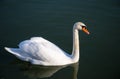 White swan, Mute swan, in dark and calm water of the lake. Royalty Free Stock Photo