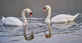 White swans swimming in the Lake Bruje on the Fruska Gora mountain in Serbia