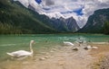 Beautiful and elegants swans in the Toblach lake in South Tyrol, Alto Adige, Italy Royalty Free Stock Photo