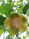 Beautiful Elephant Apple Flower