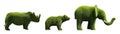 Beautiful elephant, bear and rhinoceros shaped topiaries isolated. Landscape gardening