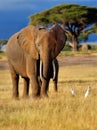 Beautiful Elephant with Cattle Egrets Royalty Free Stock Photo