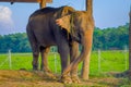 Beautiful elephant chained in a wooden pillar under a tructure at outdoors, in Chitwan National Park, Nepal, cruelty Royalty Free Stock Photo