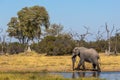 Beautiful elephant in Chobe National Park in Botswana