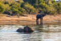 Beautiful elephant in Chobe National Park in Botswana