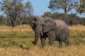 Beautiful elephant in Chobe National Park in Botswana