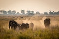 Beautiful elephant in Chobe National Park in Botswana