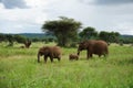 Beautiful elephant family with little baby in the Tarangire National Park Royalty Free Stock Photo