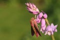 A beautiful Elephant Hawk-moth Deilephila elpenor perching on a pink bluebell wildflower.