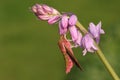 A beautiful Elephant Hawk-moth Deilephila elpenor perching on a pink bluebell wildflower.