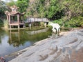 Elephant in park indian elephants